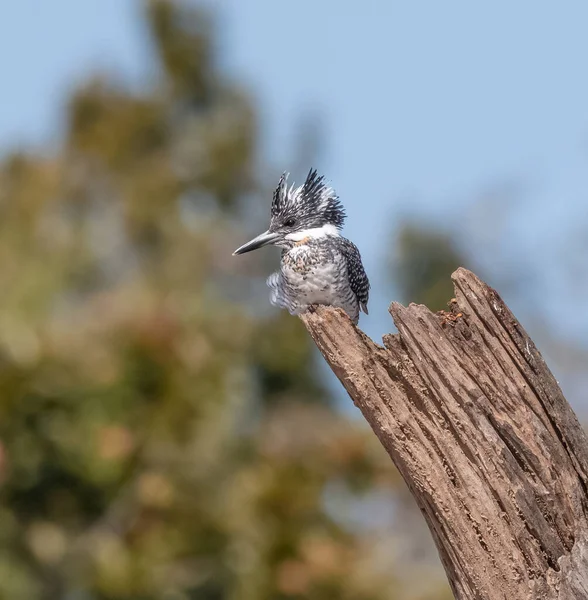 Crested Pied Kingfisher Ceryle Rudis Cocoțat Copac — Fotografie, imagine de stoc