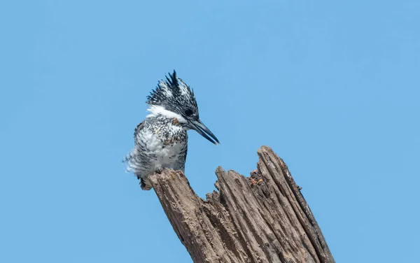Crested Pied Kingfisher Ceryle Rudis Pousando Árvore — Fotografia de Stock