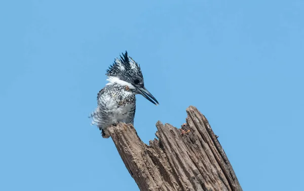 Ağaçta Tüneyen Ibikli Pied Kingfisher Ceryle Rudis — Stok fotoğraf