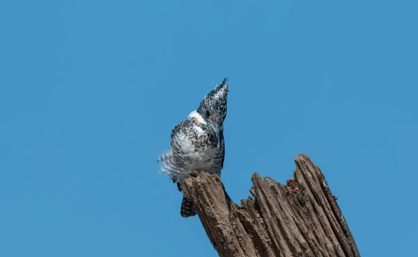 Crested Pied Kingfisher Ceryle Rudis Pousando Árvore — Fotografia de Stock