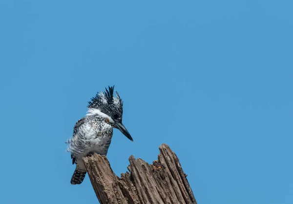 木の上に立つ魚屋 セリル ルディス — ストック写真