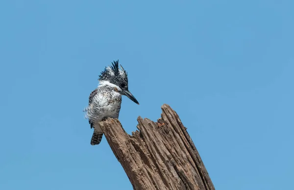 Haubeneisvogel Ceryle Rudis Hockt Auf Baum — Stockfoto