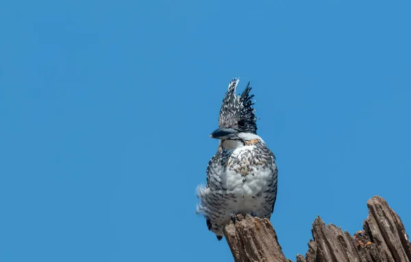 Haubeneisvogel Ceryle Rudis Hockt Auf Baum — Stockfoto