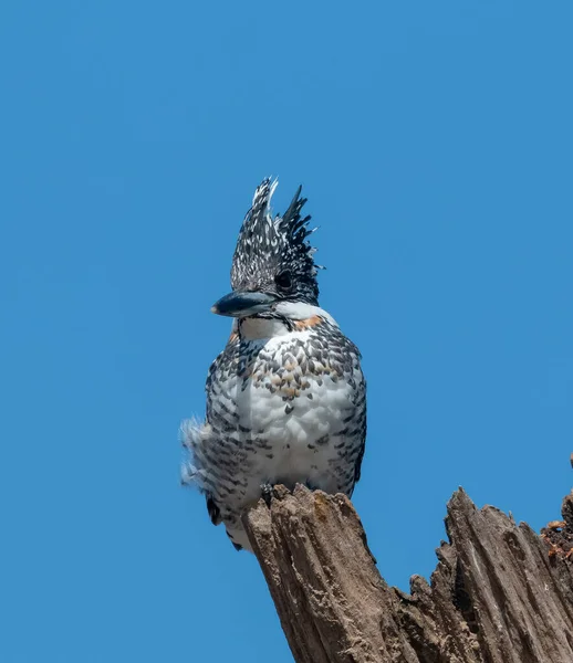 Martin Pêcheur Crête Ceryle Rudis Perché Sur Arbre — Photo