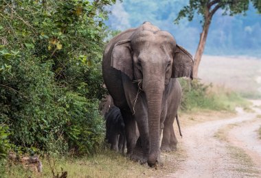 Jim Corbett Ulusal Parkı, Hindistan 'da bebek buzağı da dahil olmak üzere Asya filleri sürüsü.