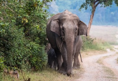 Herd of Asiatic Elephants including baby calf in Jim Corbett National Park, India clipart
