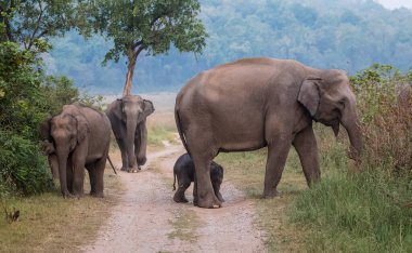 Jim Corbett Ulusal Parkı, Hindistan 'da bebek buzağı da dahil olmak üzere Asya filleri sürüsü.
