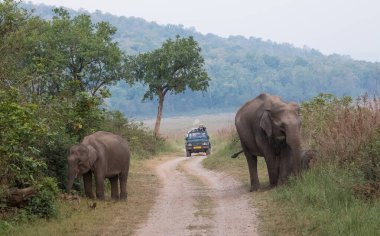 Jim Corbett Ulusal Parkı, Hindistan 'da bebek buzağı da dahil olmak üzere Asya filleri sürüsü.
