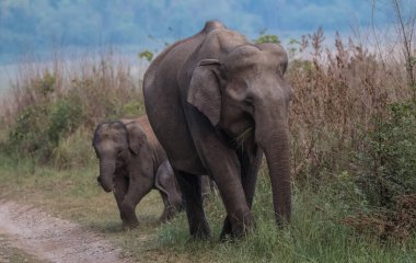 Jim Corbett Ulusal Parkı, Hindistan 'da bebek buzağı da dahil olmak üzere Asya filleri sürüsü.