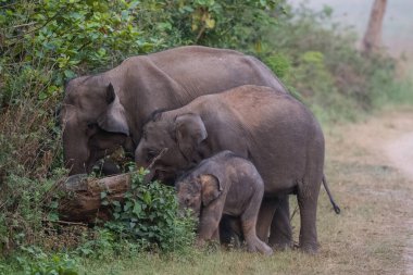 Jim Corbett Ulusal Parkı, Hindistan 'da bebek buzağı da dahil olmak üzere Asya filleri sürüsü.