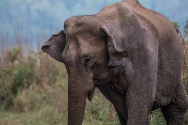 Jim Corbett Ulusal Parkı, Hindistan 'da bebek buzağı da dahil olmak üzere Asya filleri sürüsü.