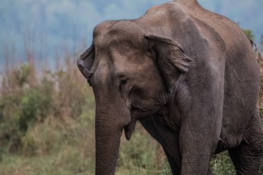 Jim Corbett Ulusal Parkı, Hindistan 'da bebek buzağı da dahil olmak üzere Asya filleri sürüsü.