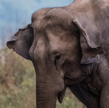 Jim Corbett Ulusal Parkı, Hindistan 'da bebek buzağı da dahil olmak üzere Asya filleri sürüsü.