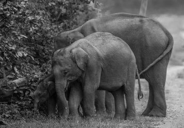 Jim Corbett Ulusal Parkı, Hindistan 'da bebek buzağı da dahil olmak üzere Asya filleri sürüsü.