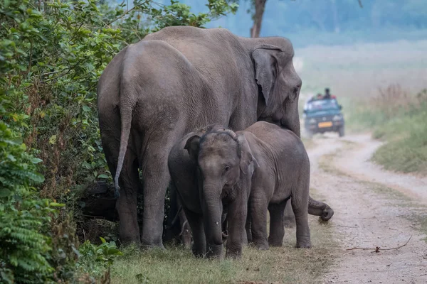 Asiatische Elefantenherde Mit Kälberbaby Jim Corbett Nationalpark Indien — Stockfoto