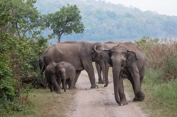 Troupeau Éléphants Asie Compris Petit Veau Dans Parc National Jim — Photo