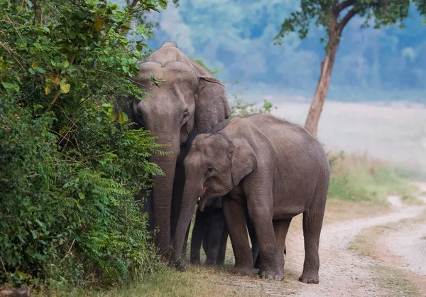 コルベット国立公園の子牛を含むアジアゾウの群れ インド — ストック写真