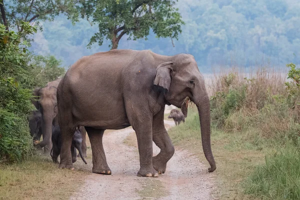 Troupeau Éléphants Asie Compris Petit Veau Dans Parc National Jim — Photo