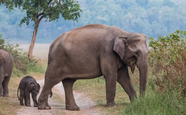 コルベット国立公園の子牛を含むアジアゾウの群れ インド — ストック写真