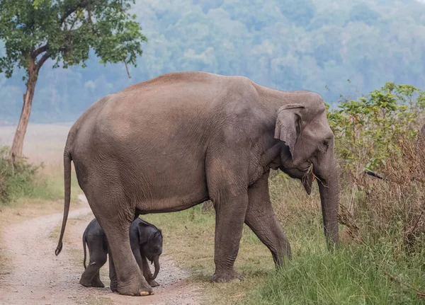 コルベット国立公園の子牛を含むアジアゾウの群れ インド — ストック写真