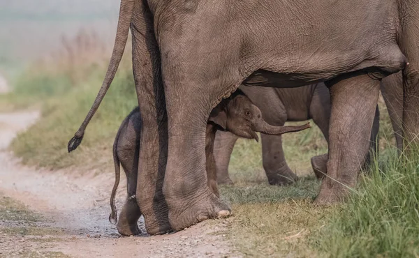 Manada Elefantes Asiáticos Incluyendo Cría Parque Nacional Jim Corbett India —  Fotos de Stock