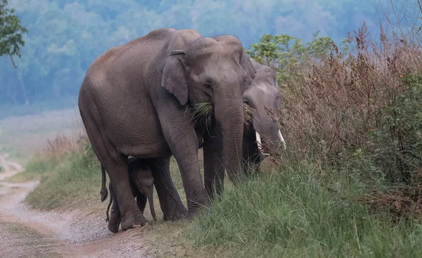 Troupeau Éléphants Asie Compris Petit Veau Dans Parc National Jim — Photo