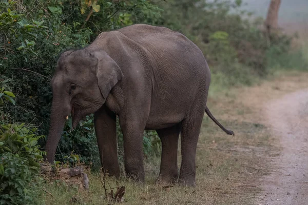 Troupeau Éléphants Asie Compris Petit Veau Dans Parc National Jim — Photo