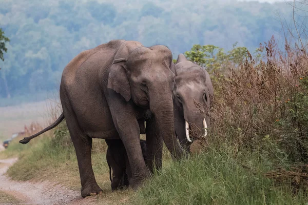 Troupeau Éléphants Asie Compris Petit Veau Dans Parc National Jim — Photo