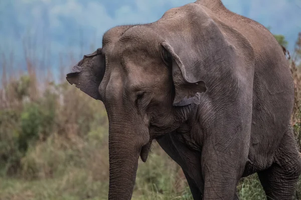 Troupeau Éléphants Asie Compris Petit Veau Dans Parc National Jim — Photo