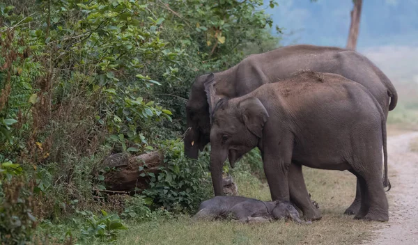 Стадо Азіатських Слонів Включаючи Дитинча Національному Парку Джима Корбетта Індія — стокове фото