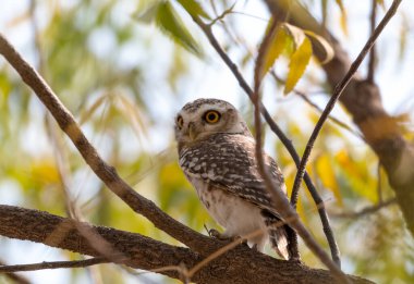 JAISALMER, RAJASTHAN / Hindistan - Kasım 2018 : 