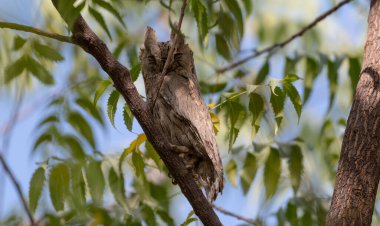 Kızılderili yaraları ağaçta tünemiş baykuş gibidir.