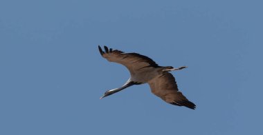 Evcil Turna kuşu gökyüzünde uçuyor