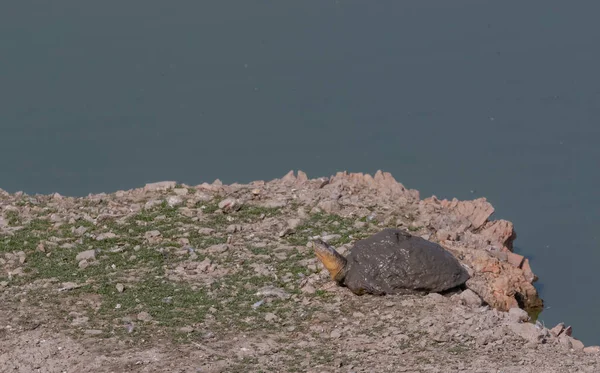 Grande Tortue Reposant Près Plan Eau Jodhpur Rajasthan — Photo