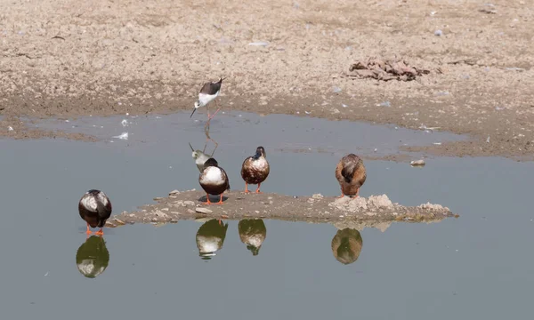 Canards Shoveler Nord Près Eau — Photo