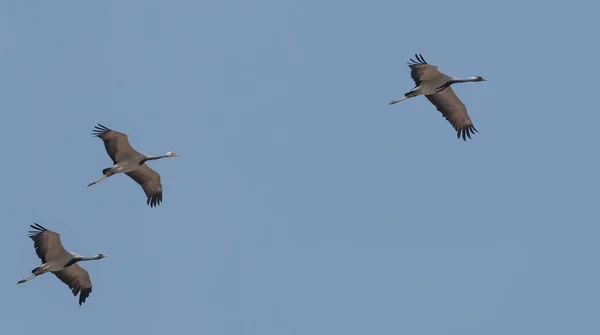 Domicile Crane bird flying in sky