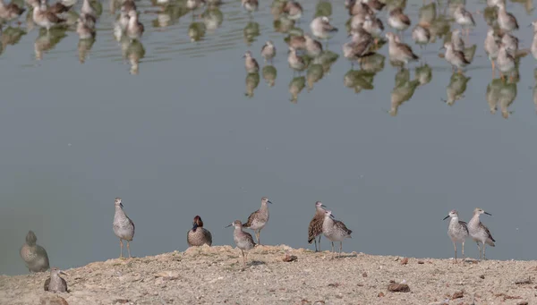 Troupeau Oiseaux Aquatiques Dans Rivière — Photo