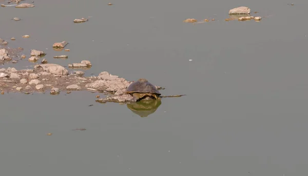 Tortuga Grande Descansando Cerca Del Agua Cuerpo Jodhpur Rajasthan —  Fotos de Stock