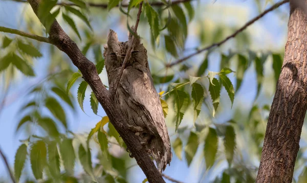 Indische Scops Eule Hockt Auf Baum — Stockfoto