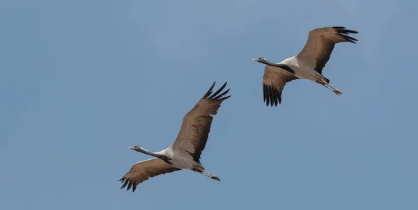 Pássaro Guindaste Doméstico Voando Céu — Fotografia de Stock