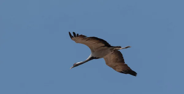 Domicile Crane Πουλί Που Φέρουν Στον Ουρανό — Φωτογραφία Αρχείου