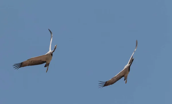 Accueil Grue Oiseau Volant Dans Ciel — Photo