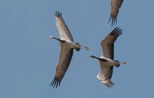Domicile Crane Ptak Latający Niebie — Zdjęcie stockowe