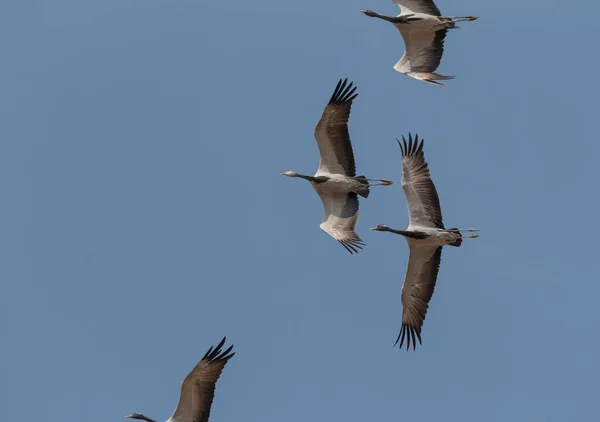 Pássaro Guindaste Doméstico Voando Céu — Fotografia de Stock