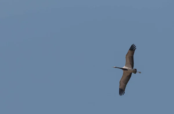 Pájaro Grulla Domicilio Volando Cielo —  Fotos de Stock