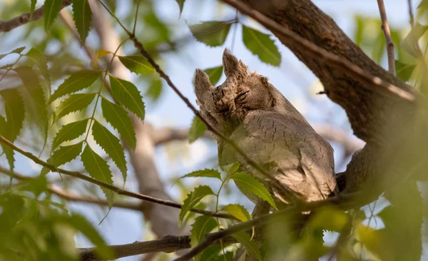印度扇贝猫头鹰栖息在树上 — 图库照片