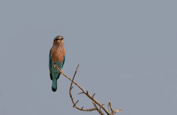 Индийская Птица Роллер Дереве — стоковое фото