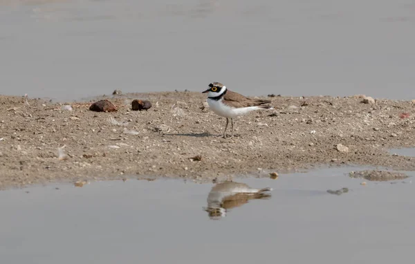 Plover Fågel Sittande Nära Vattenförekomst — Stockfoto