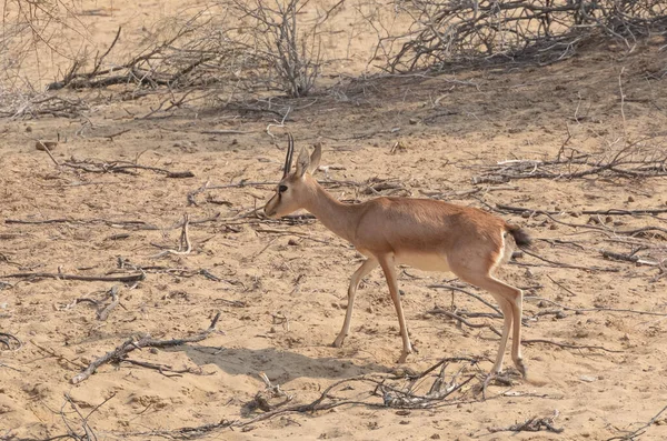 Chinkara Hirsche Der Wüste Jaisalmer — Stockfoto