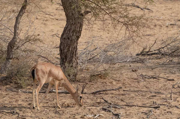 Cervo Chinkara Nel Deserto Jaisalmer — Foto Stock